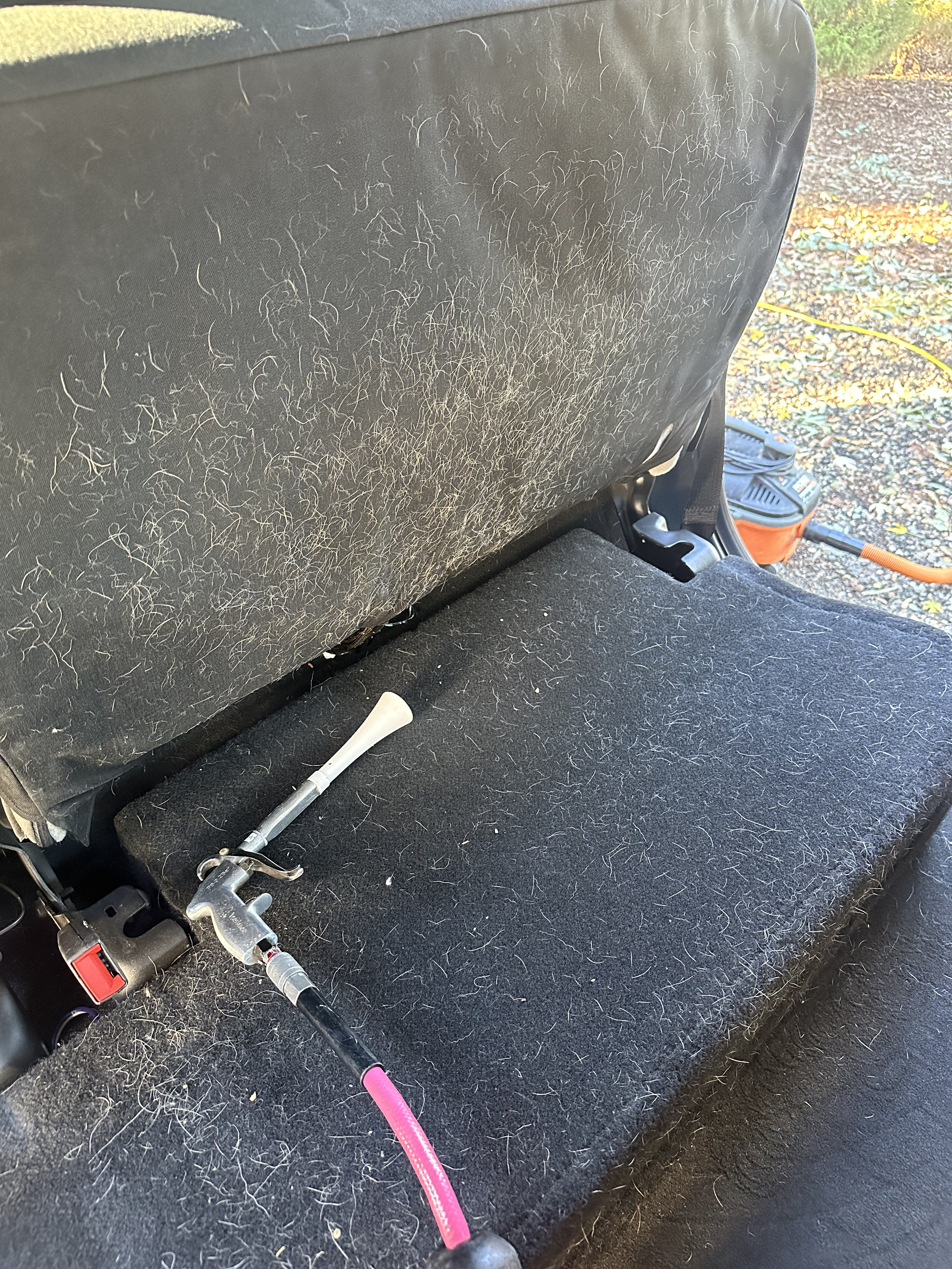 Hair Before Cleaning